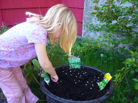 Planting peas